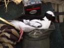Bufflehead Still Life