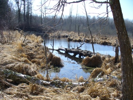 The Beaver Pond