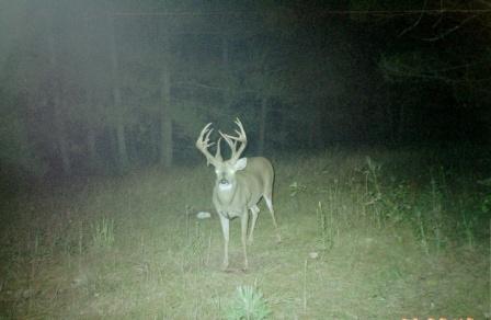 The Liberty Pines Ranch Buck