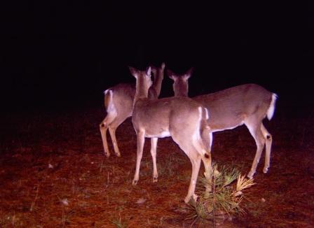 What\'s That in the Shadows