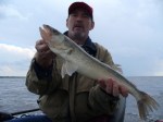 Dandy Walleye