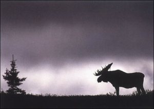 The Disappearing Majestic Moose