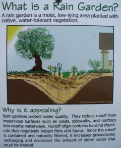 What is a Rain Garden
