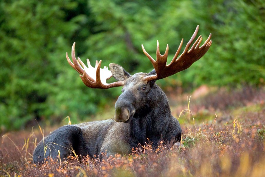 A male moose takes a rest in a field during a light rainshower. By Ryan Hagerty, U.S. Fish and Wildlife Service.