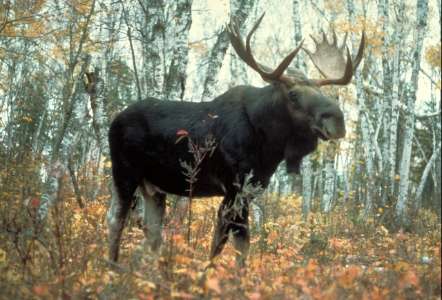 Moose, Superior National Forest, Minnesota, USA, by USDA Forest Service