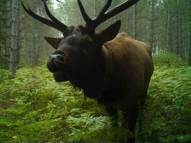 A Bull elk taking a "selfie' near Clam Lake - Wisconsin DNR.