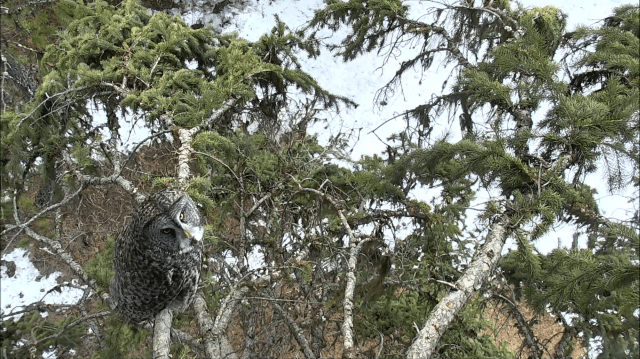 Great Gray Owl in Camera Tree - Charlo, MT (Explore/ORI Great Gray Owl Livecam)