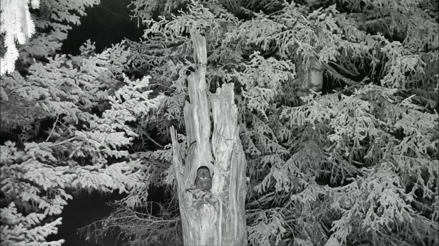 Great Gray Owl Late Night Visit to Nest Tree - Charlo, MT (Explore/ORI Great Gray Owl Livecam)