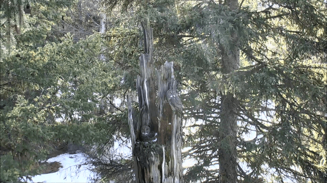 Great Grays Return to the Nest Tree - Charlo, MT (Explore/ORI Great Gray Owl Livecam)