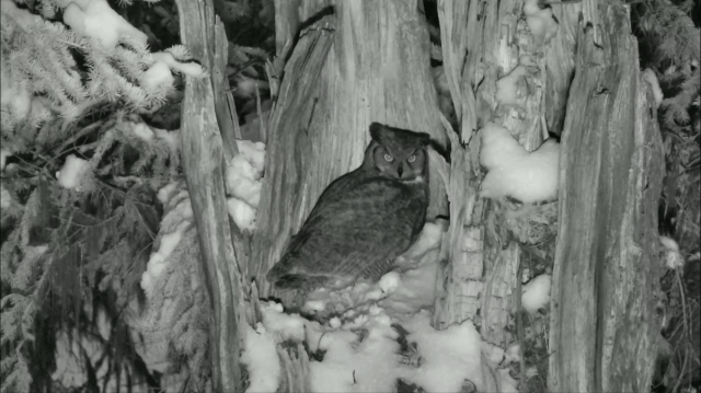 Great Horned Owl Invades the Snag Cavity - Charlo, MT (Explore/ORI Great Gray Owl Livecam)