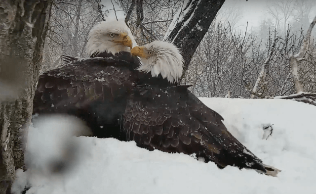 Mom and Dad Decorah work together to keep the eaglets warm and fed in April 18th snow - Decorah, IA (Explore/RRP Decorah Eagles Livecam)