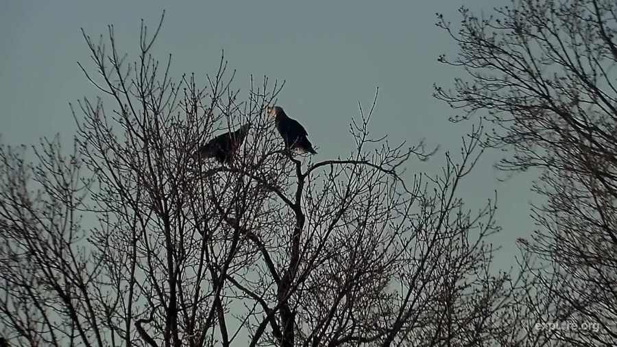 Mom Decorah and the UME perched together off the nest tree - Decorah, IA (Explore/RRP Decorah Eagles Livecam)