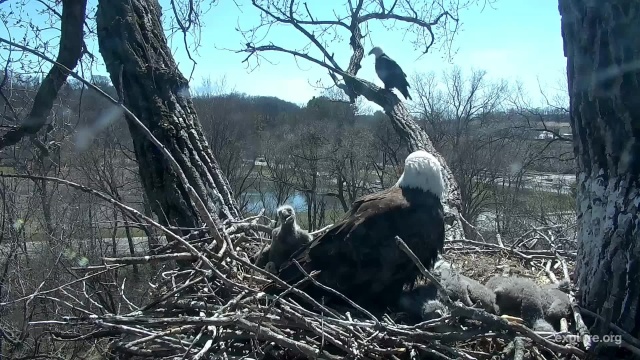 Mom Decorah on the nest while UME perches on the Skywalk - Decorah, IA (Explore/RRP Decorah Eagles Livecam)