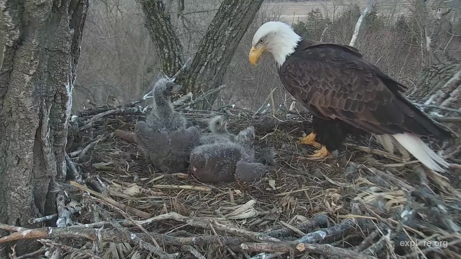 Trust the Eagles - Decorah, IA (Explore/RRP Decorah Eagles Livecam)